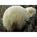 Мицелий Гериция шиповатого / Ежовик гребенчатый (Hericium erinaceus)